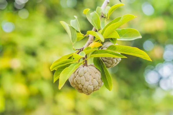 Młody Cukru Apple Lub Apple Custard Rośnie Drzewie Zakładzie Tajlandii — Zdjęcie stockowe