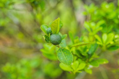 Yeşil bir ağaç üzerinde limonu. Kireç 3-6 santimetre çapında ve asitli suyu veziküller içeren genellikle yuvarlaktır bir melez Narenciye meyve vardır. Limes C vitamini mükemmel kaynağıdır.