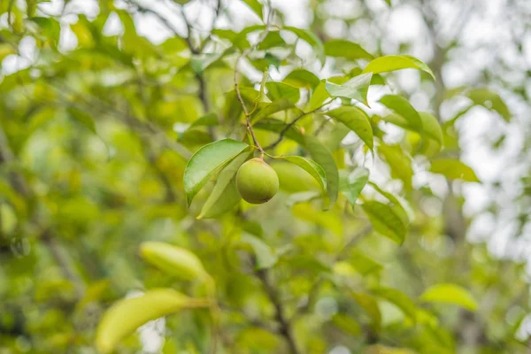 Мускатный Орех Зеленом Фоне Дереве — стоковое фото