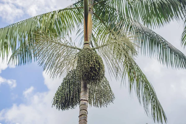 Süper yiyecek. Amazon, acai çilek ağaçta büyüyen.