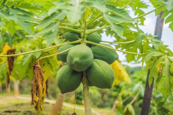 Green papayas fruits growing on papaya tree