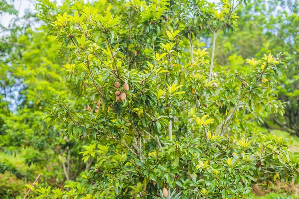 Közelről Friss Sapote Sapote Szilva Vagy Vazul Gyümölcsöt Zöld Szabadság — Stock Fotó