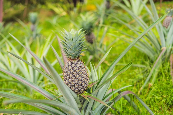 Ananas tropikal olgun meyve bahçesinde büyüyen.