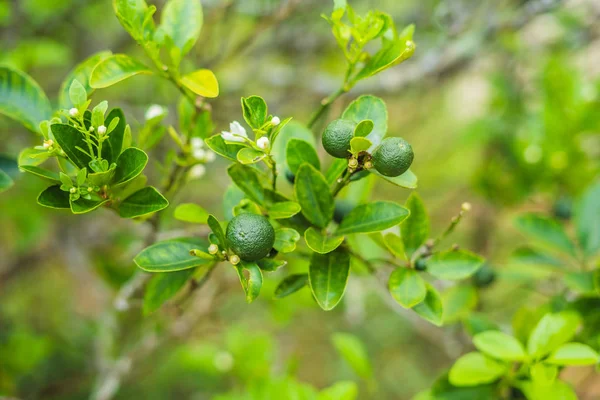 Zielony Limes Drzewie Wapno Jest Hybrydowy Owoców Cytrusowych Która Jest — Zdjęcie stockowe