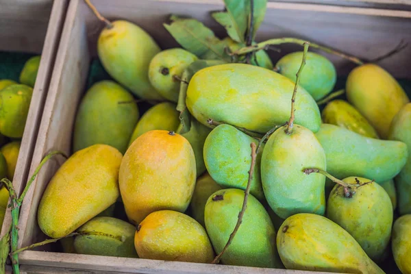 Yellow Mangos on market - exotic thai fruits.