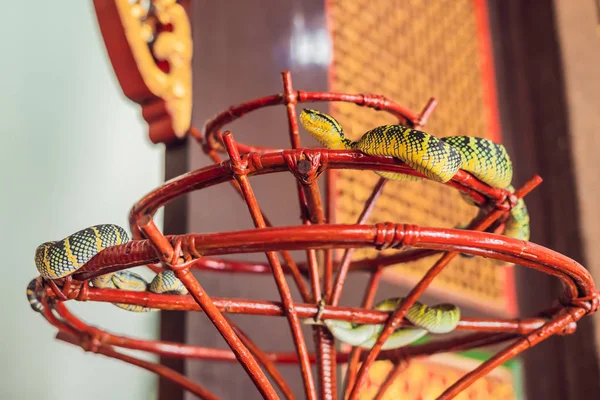 Serpente Filial Snake Temple Penang Malásia — Fotografia de Stock