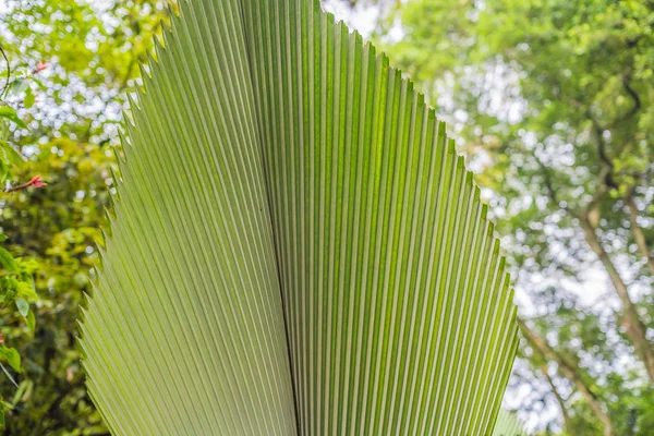 Primer Plano Las Plantas Tropicales Exóticas Los Bosques Húmedos Son —  Fotos de Stock