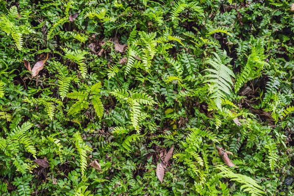 Närbild Exotiska Tropiska Växter Våta Skogar Våt Efter Regn — Stockfoto