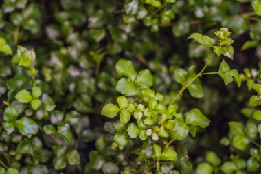 Closeup egzotik tropik bitkiler ıslak ormanların ıslak yağmur sonrası.