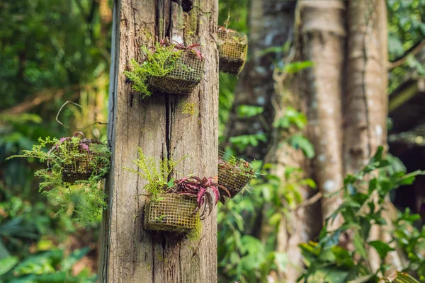 Tropikal yaprak ve çiçek yapılmış yaratıcı doğa düzeni. Yaz konsepti.