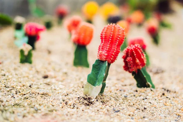 Maan Cacti Gymnocalycium Mihanovichii Mutant Cacti Geënt Hylocereus Onderstam Macro — Stockfoto