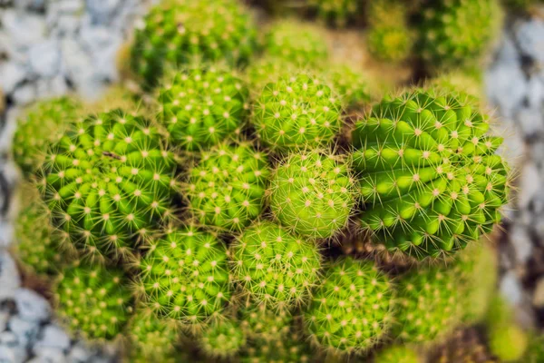Park, closeup görünümü toprağa succulents kaktüsler