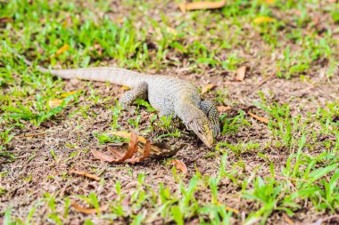 Varanus kertenkele çimenlerin üzerinde ön planda