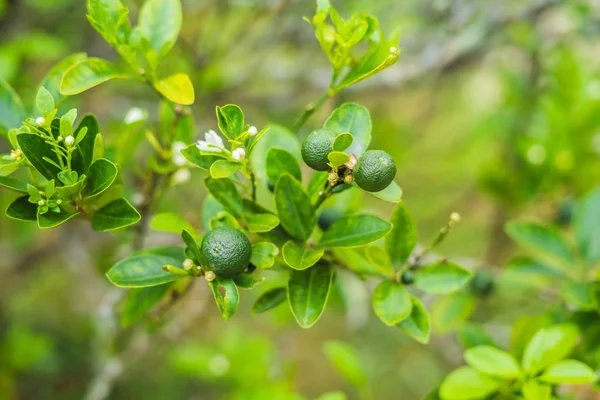 Zielony Limes Drzewie Wapno Jest Hybrydowy Owoców Cytrusowych Która Jest — Zdjęcie stockowe