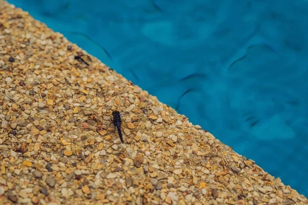 Vážky Nachází Okraji Bazénu — Stock fotografie