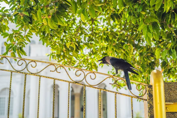 Karga bir demir sarı çit ağaçlar arka planı üzerinde.