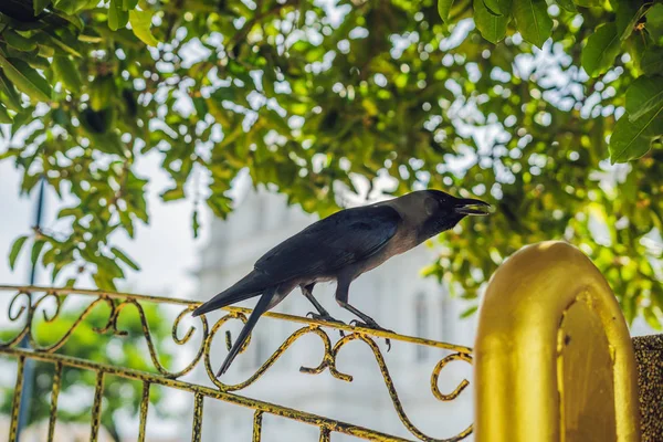 Karga bir demir sarı çit ağaçlar arka planı üzerinde.