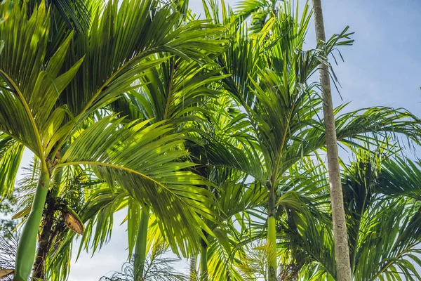 Mavi gökyüzüne karşı palmiye ağaçları, tropik kıyılarda palmiye ağaçları.