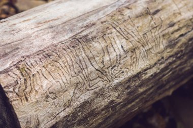 Ahşap oyma kabukları böcek Galeri. Ahşap böcekler zarar