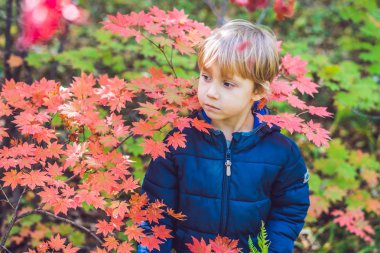 Gündüz renkli sonbahar Park'ta yürüyordunuz şirin küçük oğlu