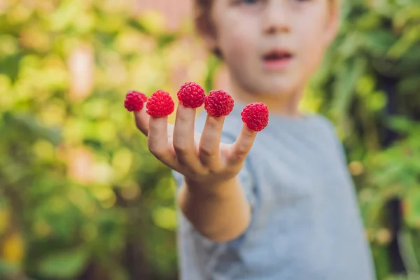 子木いちご 子供は 有機栽培のラズベリー ファームの新鮮な果物を選択します 子供庭いじりをし 果実を収穫します 幼児子供の熟した健康的な果実を食べるします 国の屋外の家族の夏の楽しみ — ストック写真