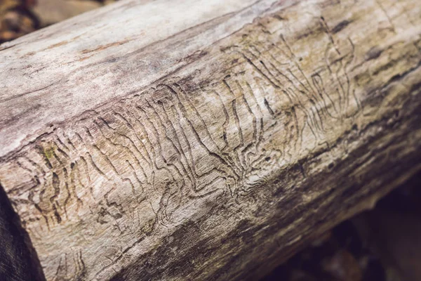 Ahşap oyma kabukları böcek Galeri. Ahşap böcekler zarar