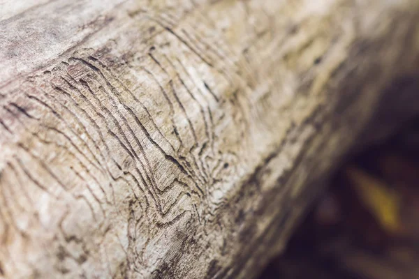 Ahşap oyma kabukları böcek Galeri. Ahşap böcekler zarar