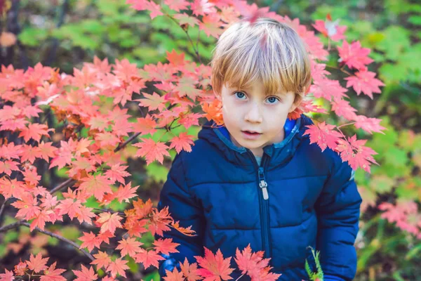 Gündüz renkli sonbahar Park'ta yürüyordunuz şirin küçük oğlu