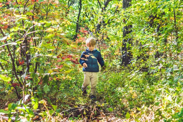 Niedlicher Kleiner Junge Der Tagsüber Bunten Herbstpark Spaziert — Stockfoto