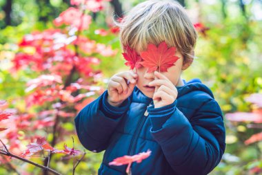 Gündüz renkli sonbahar Park'ta yürüyordunuz şirin küçük oğlu