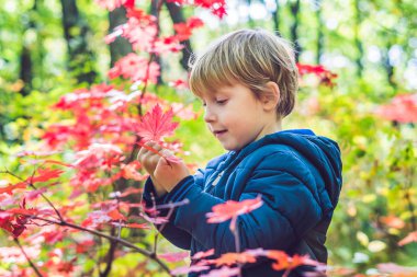 Gündüz renkli sonbahar Park'ta yürüyordunuz şirin küçük oğlu