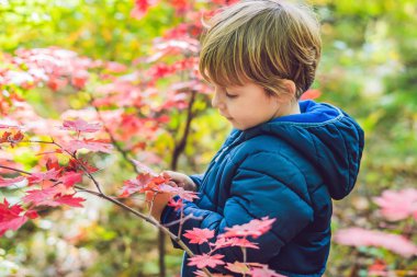 Gündüz renkli sonbahar Park'ta yürüyordunuz şirin küçük oğlu