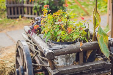 Gündüz sonbahar bahçede duran sardunyalar ile arabası