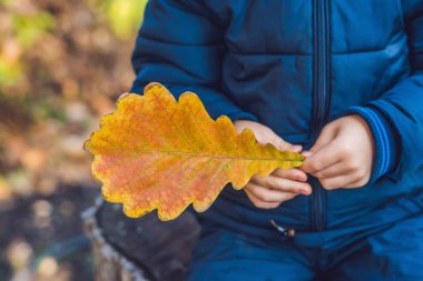 Çocuk closeup holding turuncu yaprak eller. Sonbahar Park açık atış