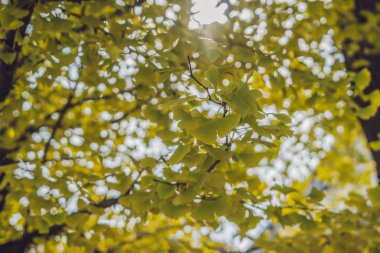 Ağaçlar ginkgo düşen sonbahar park, sarı yaprakları görünümünü.