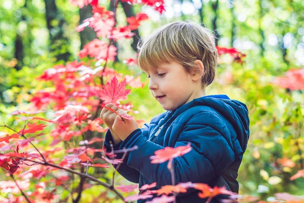 Gündüz renkli sonbahar Park'ta yürüyordunuz şirin küçük oğlu