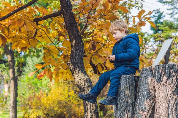 Sevimli küçük çocuk çocuk sonbahar günü zevk. Eğleniyor Bahçe veya park sıcak güneşli günde öğrenme tırmanmaya, okul öncesi çocuk renkli sonbahar elbise.