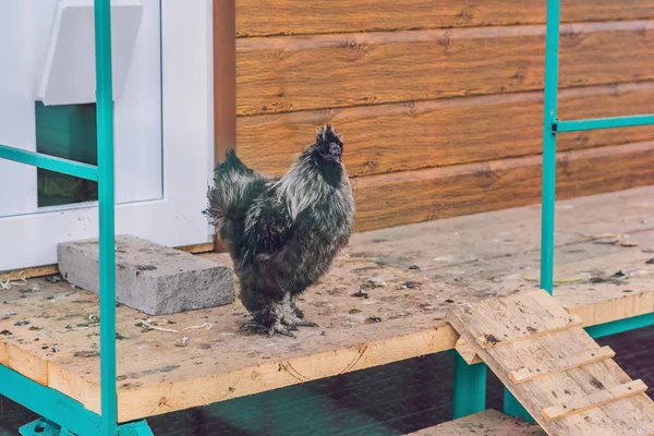 ウコッケイ鶏 灰色のオンドリ ウコッケイ ふわふわ珍しい品種家禽のようなウールの羽と黒の革 セレクティブ フォーカス画像 — ストック写真