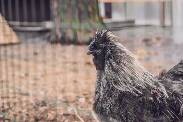 Silkie Chicken Gray Rooster Silkie Unusual Breed Poultry Fluffy Wool — Stock Photo, Image