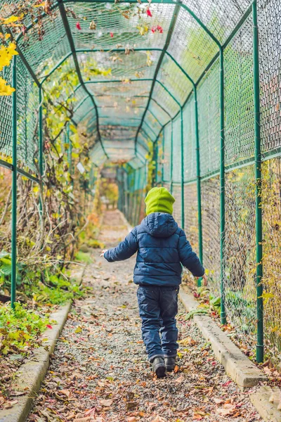かわいい子供男の子秋の日を楽しんでいます 就学前児童カラフルな秋服に登る 学習暖かい晴れた日に庭や公園で楽しんで — ストック写真