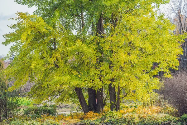 Őszi Park Sárga Levelek Alá Tartozó Fák Ginkgo Látképe — Stock Fotó