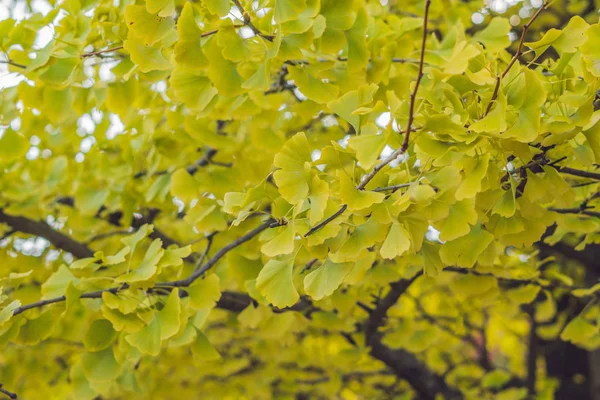 落ちてくる秋の公園 黄色い葉の木イチョウのビュー — ストック写真