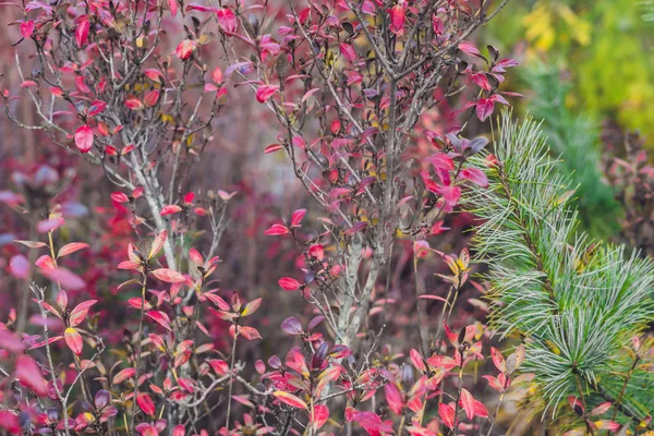 ピンクのポイント ディファイアンスと呼ばれるツツジの花 — ストック写真