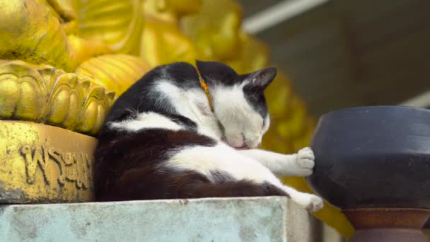 Svart och vit katt i ett buddhistiskt tempel ligger nära en rad med gyllene Buddha-statyer — Stockvideo