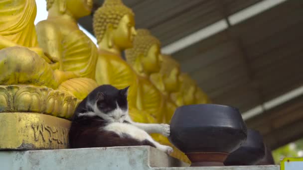 Черно-белая кошка в буддийском храме, лежащая возле ряда золотых статуй Будды — стоковое видео