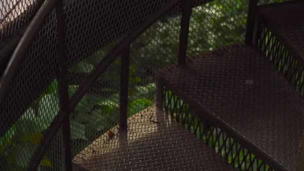 Steadicam πλάνο του μια κρεμαστή γέφυρα αναστολής στο οικολογικό πάρκο στην πόλη Κουάλα Λουμπούρ — Αρχείο Βίντεο