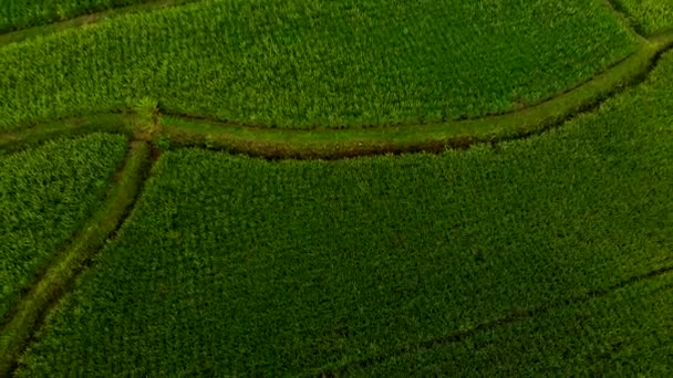 Letecký snímek krásné rýžových polí při západu slunce na ostrově Bali — Stock video