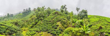 Çay plantasyon gündoğumu zaman inanılmaz manzara görünümü. Doğa arka plan mavi gökyüzü ile ve sisli.