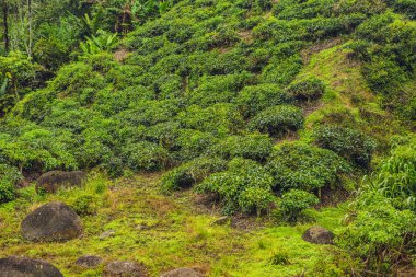 Çay plantasyon gündoğumu zaman inanılmaz manzara görünümü. Doğa arka plan mavi gökyüzü ile ve sisli.