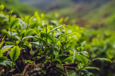 Yeşil çay tomurcukları ve taze yaprakları çay tarlaları gündüz.